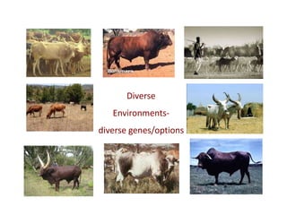 Animal genetic resources characterization and conservation research in Africa: An overview 
