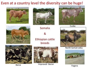 Animal genetic resources characterization and conservation research in Africa: An overview 
