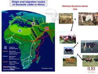 Animal genetic resources characterization and conservation research in Africa: An overview 