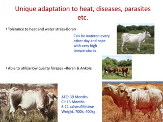 Animal genetic resources characterization and conservation research in Africa: An overview 