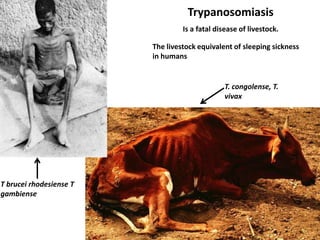 Animal genetic resources characterization and conservation research in Africa: An overview 