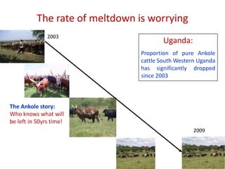 Animal genetic resources characterization and conservation research in Africa: An overview 