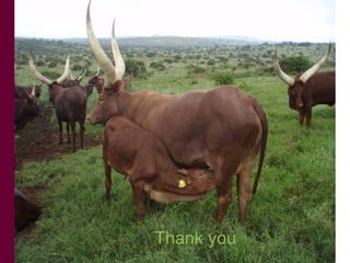 Animal genetic resources characterization and conservation research in Africa: An overview 