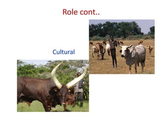Animal genetic resources characterization and conservation research in Africa: An overview 