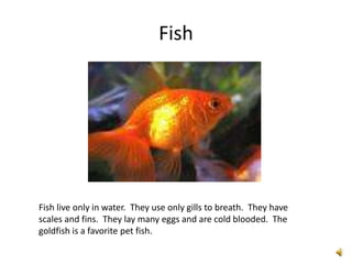 Fish




Fish live only in water. They use only gills to breath. They have
scales and fins. They lay many eggs and are cold blooded. The
goldfish is a favorite pet fish.
 