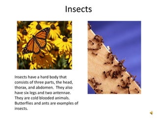 Insects




Insects have a hard body that
consists of three parts, the head,
thorax, and abdomen. They also
have six legs and two antennae.
They are cold blooded animals.
Butterflies and ants are examples of
insects.
 