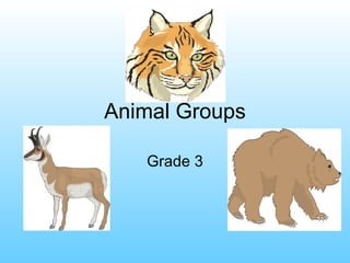 Animal Groups Grade 3 