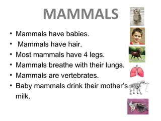 MAMMALS
• Mammals have babies.
• Mammals have hair.
• Most mammals have 4 legs.
• Mammals breathe with their lungs.
• Mammals are vertebrates.
• Baby mammals drink their mother’s
milk.