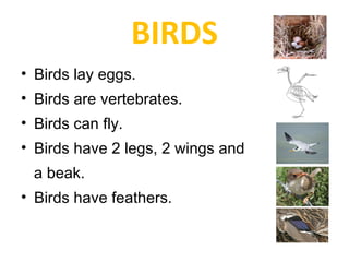 • Birds lay eggs.
• Birds are vertebrates.
• Birds can fly.
• Birds have 2 legs, 2 wings and
a beak.
• Birds have feathers.
BIRDS