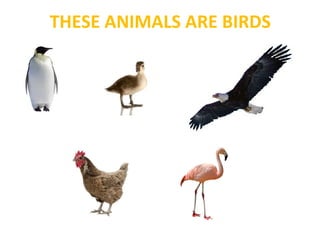 THESE ANIMALS ARE BIRDS