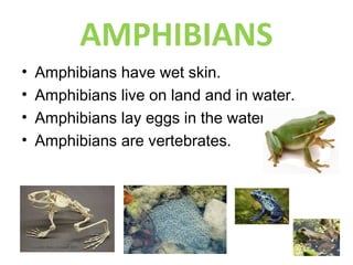 AMPHIBIANS
• Amphibians have wet skin.
• Amphibians live on land and in water.
• Amphibians lay eggs in the water.
• Amphibians are vertebrates.