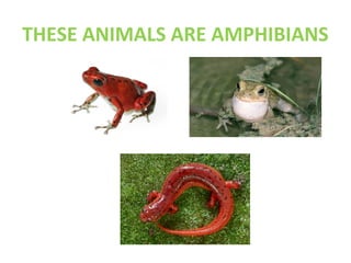 THESE ANIMALS ARE AMPHIBIANS