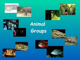 Animal  Groups 