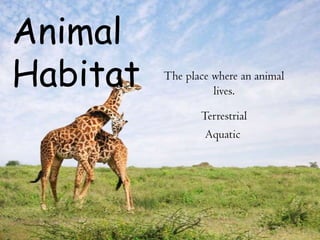 Animal
Habitat The place where an animal
lives.
Terrestrial
Aquatic
 