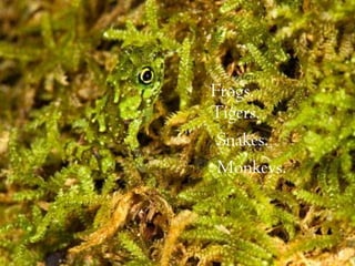 Frogs.
Tigers.
Snakes.
Monkeys.
 