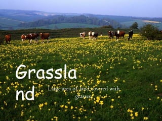 Grassla
nd
Large area of land covered with
grasses.
 