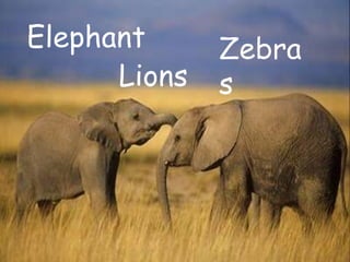 Elephant
Lions
Zebra
s
 