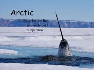 Arctic
Animals that can live
in extremely cold
temperature.
 