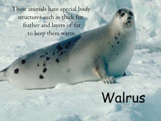 These animals have special body
structures such as thick fur,
feather and layers of fat
to keep them warm.
Walrus
 