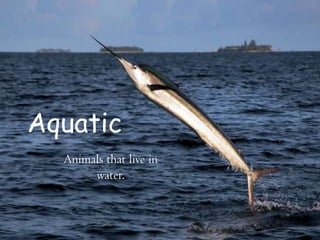 Aquatic
Animals that live in
water.
 