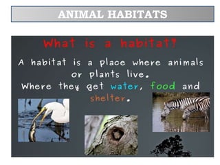 ANIMAL HABITATS
 