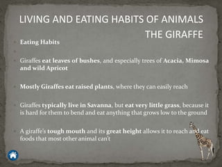  Eating Habits

 Giraffes eat leaves of bushes, and especially trees of Acacia, Mimosa
and wild Apricot
 Mostly Giraffes eat raised plants, where they can easily reach
 Giraffes typically live in Savanna, but eat very little grass, because it
is hard for them to bend and eat anything that grows low to the ground
 A giraffe’s tough mouth and its great height allows it to reach and eat
foods that most other animal can’t
LIVING AND EATING HABITS OF ANIMALS
THE GIRAFFE
 