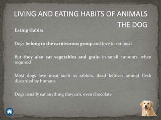  Eating Habits

 Dogs belong to the carnivorous group and love to eat meat
 But they also eat vegetables and grain in small amounts, when
required
 Most dogs love meat such as rabbits, dead leftover animal flesh
discarded by humans
 Dogs usually eat anything they can, even chocolate
LIVING AND EATING HABITS OF ANIMALS
THE DOG
 