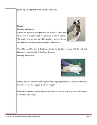 Prof. R. J. Mandade, Pharmacology Department Page 16
guinea pig are supported by the handler’s other hand.
Rabbit
Handling and Restraint
Rabbits are especially susceptible to the effects of stress and
should always be approached in a calm and confident manner.
The handler is restraining the rabbit firmly by the scruff with
the other hand ready to support the animal’s hindquarters.
The rabbit should be held its head tucked under the handler’s arm and with the back and
hindquarters supported by the handler’s forearms.
Handling for injection
Rabbits may also be restrained for injection by wrapping the animal in a drape or towel. If
the rabbit is securely wrapped, it will not struggle.
Intravenous injections into the rabbit’s marginal ear vein can be readily made if the rabbit
is restrained with a drape.
 