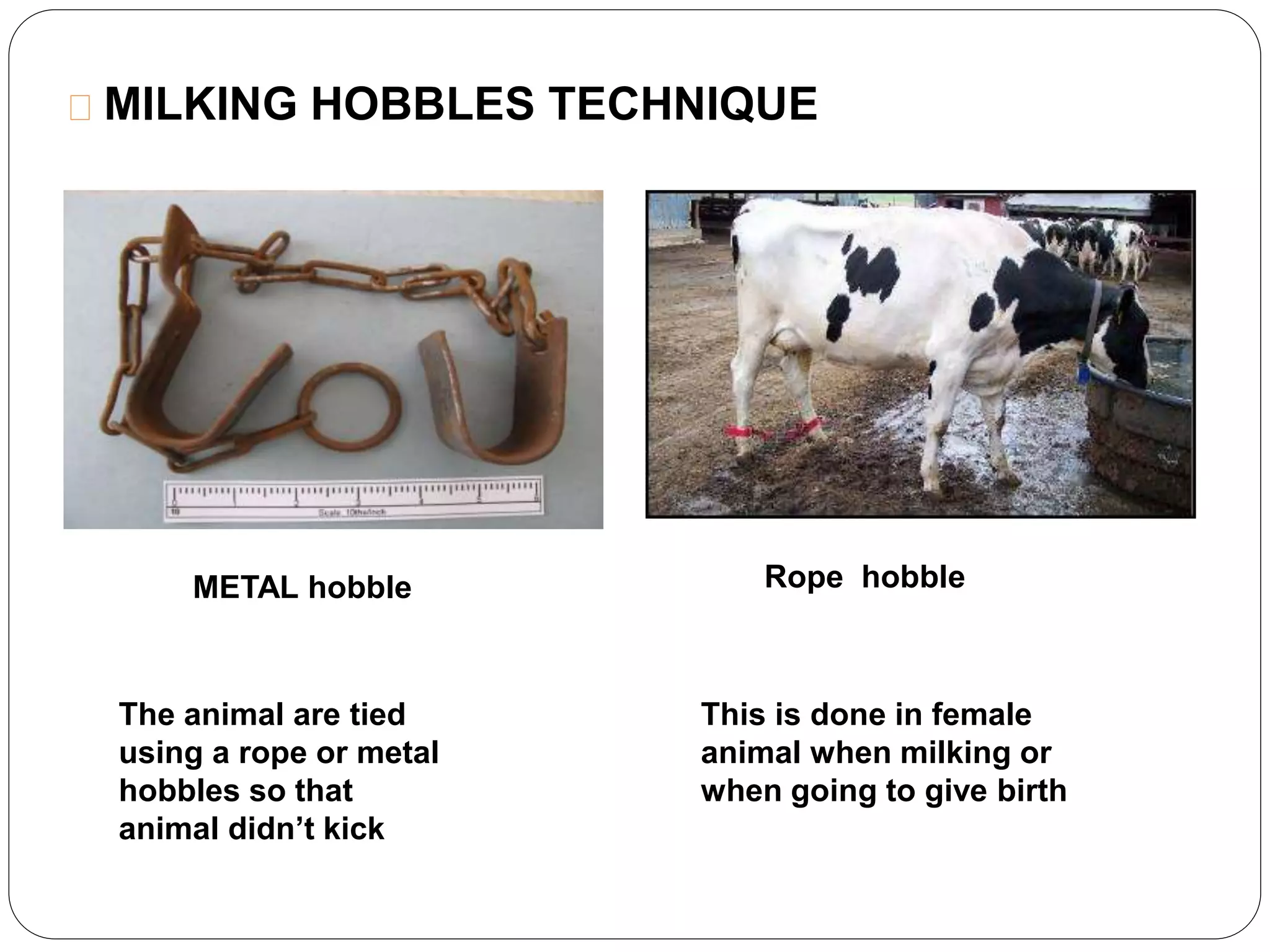 MILKING HOBBLES TECHNIQUE 
METAL hobble Rope hobble 
The animal are tied 
using a rope or metal 
hobbles so that 
animal didn’t kick 
This is done in female 
animal when milking or 
when going to give birth 
 