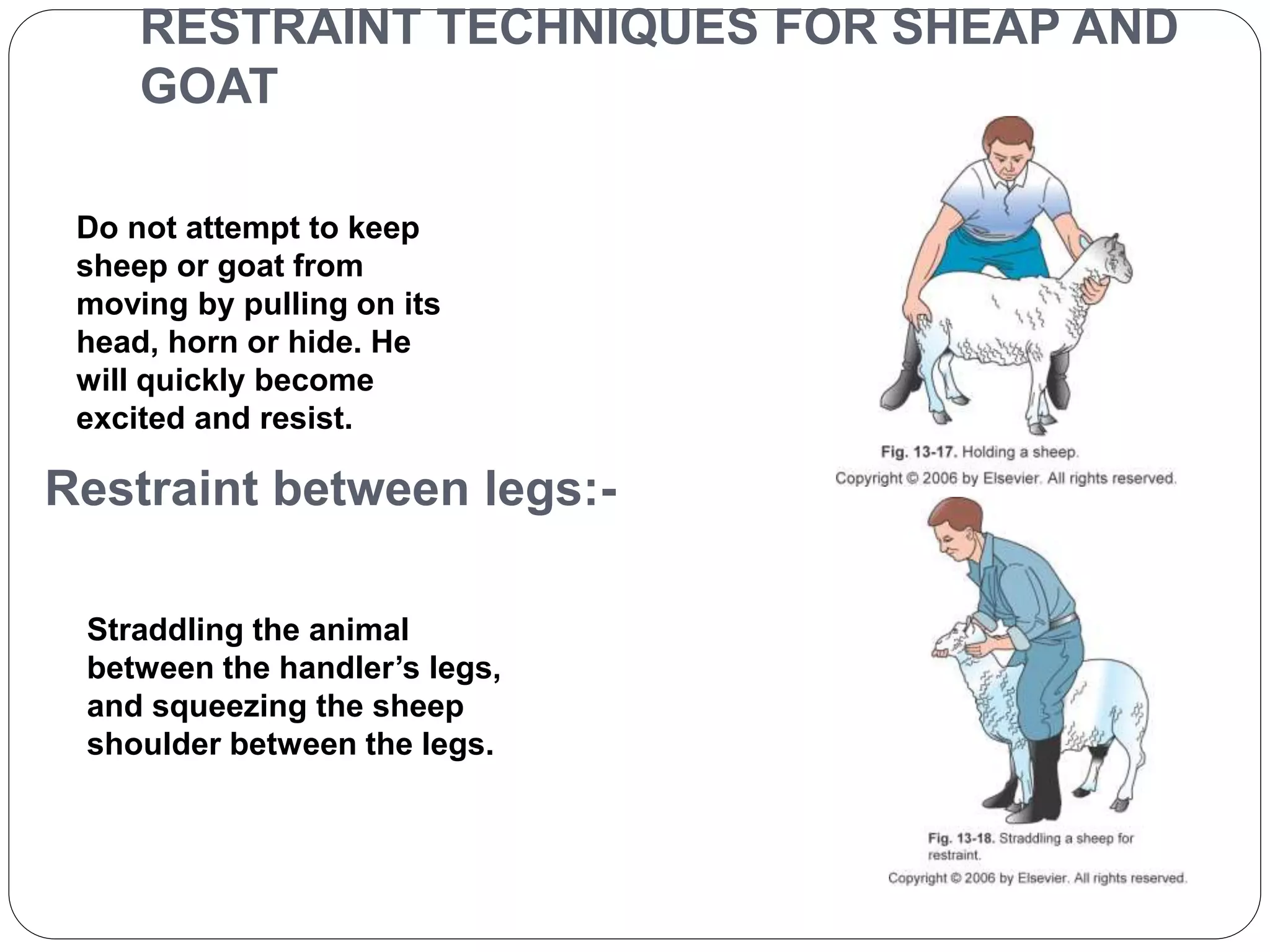 RESTRAINT TECHNIQUES FOR SHEAP AND 
GOAT 
Do not attempt to keep 
sheep or goat from 
moving by pulling on its 
head, horn or hide. He 
will quickly become 
excited and resist. 
Restraint between legs:- 
Straddling the animal 
between the handler’s legs, 
and squeezing the sheep 
shoulder between the legs. 
 