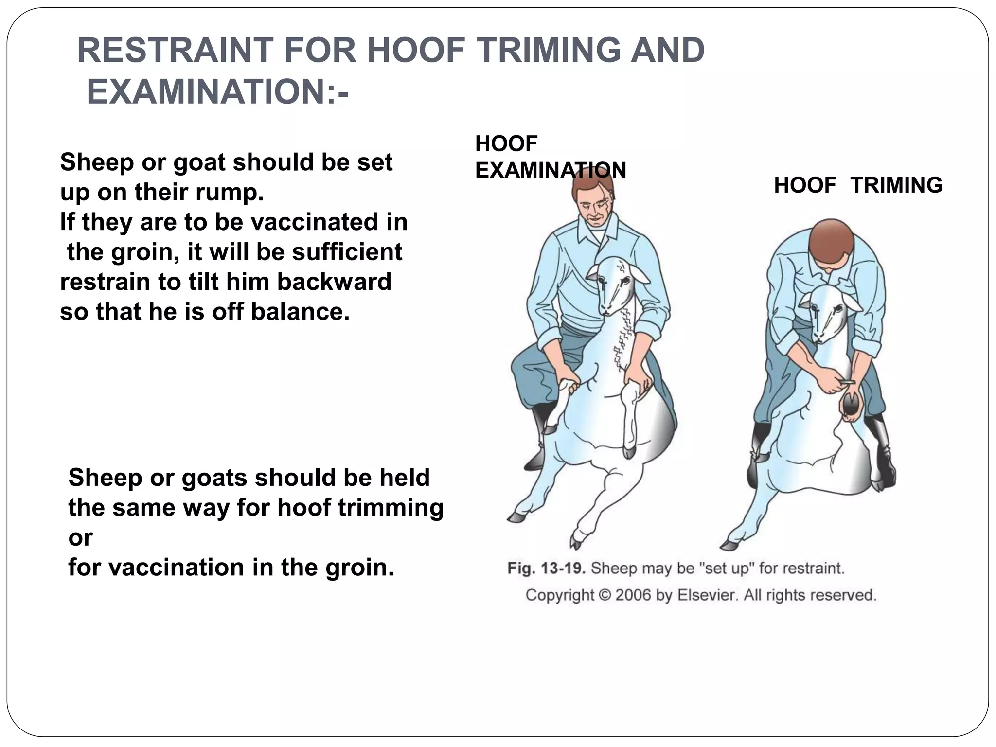 RESTRAINT FOR HOOF TRIMING AND 
EXAMINATION:- 
Sheep or goat should be set 
up on their rump. 
If they are to be vaccinated in 
the groin, it will be sufficient 
restrain to tilt him backward 
so that he is off balance. 
HOOF TRIMING 
HOOF 
EXAMINATION 
Sheep or goats should be held 
the same way for hoof trimming 
or 
for vaccination in the groin. 
 