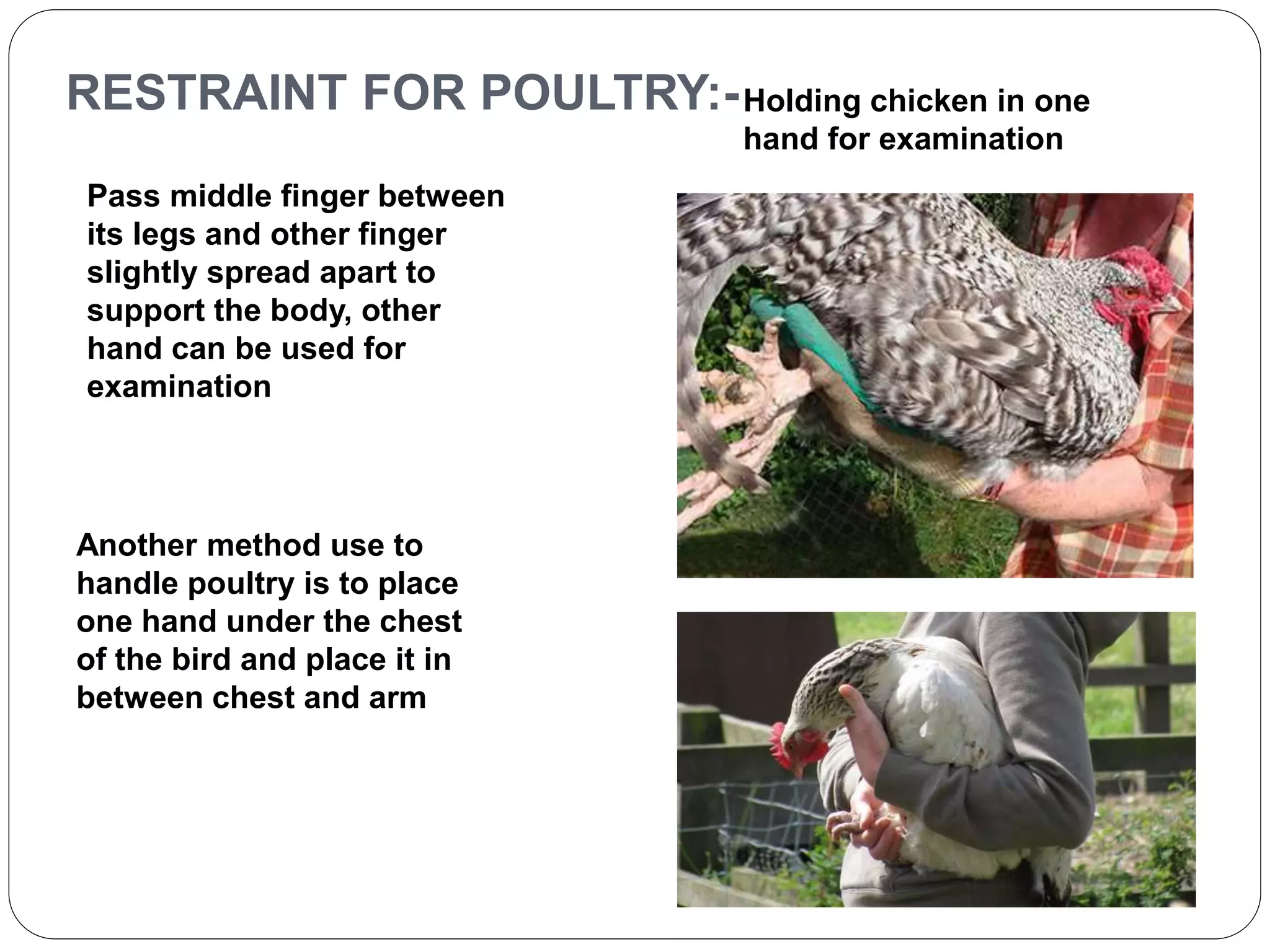 RESTRAINT FOR POULTRY:- 
Pass middle finger between 
its legs and other finger 
slightly spread apart to 
support the body, other 
hand can be used for 
examination 
Another method use to 
handle poultry is to place 
one hand under the chest 
of the bird and place it in 
between chest and arm 
Holding chicken in one 
hand for examination 

