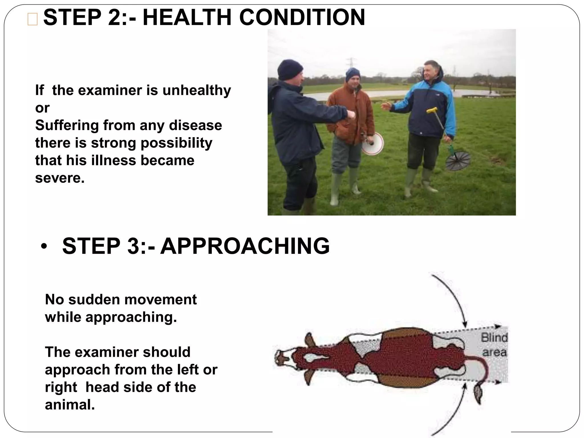 STEP 2:- HEALTH CONDITION 
If the examiner is unhealthy 
or 
Suffering from any disease 
there is strong possibility 
that his illness became 
severe. 
• STEP 3:- APPROACHING 
No sudden movement 
while approaching. 
The examiner should 
approach from the left or 
right head side of the 
animal. 
 