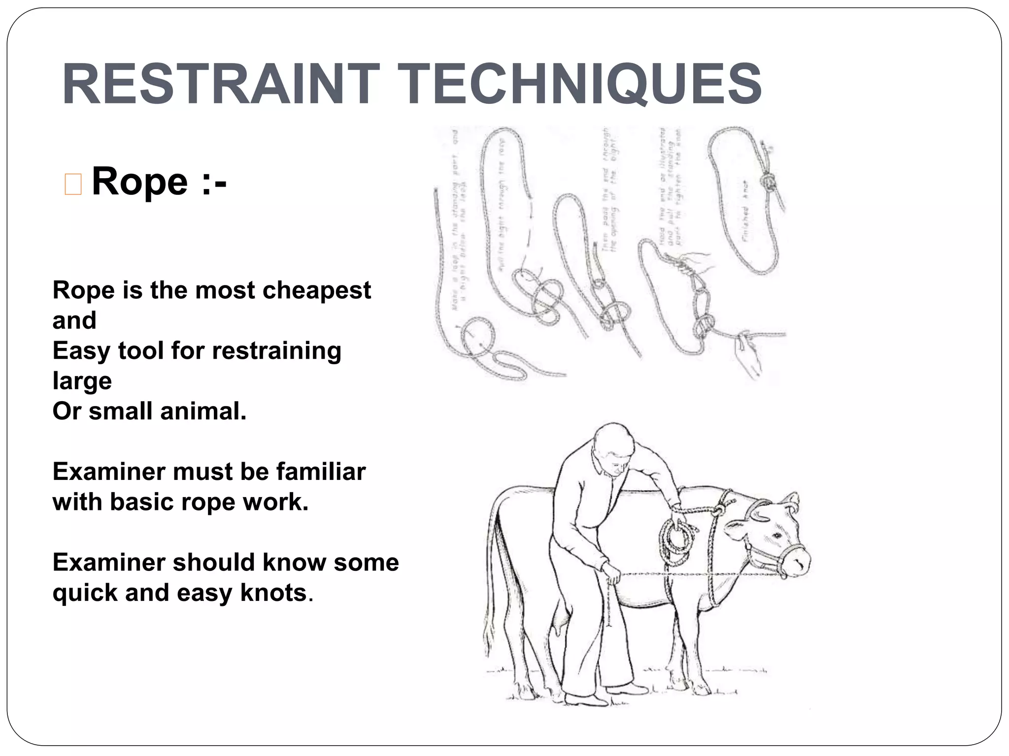 RESTRAINT TECHNIQUES 
Rope :- 
Rope is the most cheapest 
and 
Easy tool for restraining 
large 
Or small animal. 
Examiner must be familiar 
with basic rope work. 
Examiner should know some 
quick and easy knots. 
 