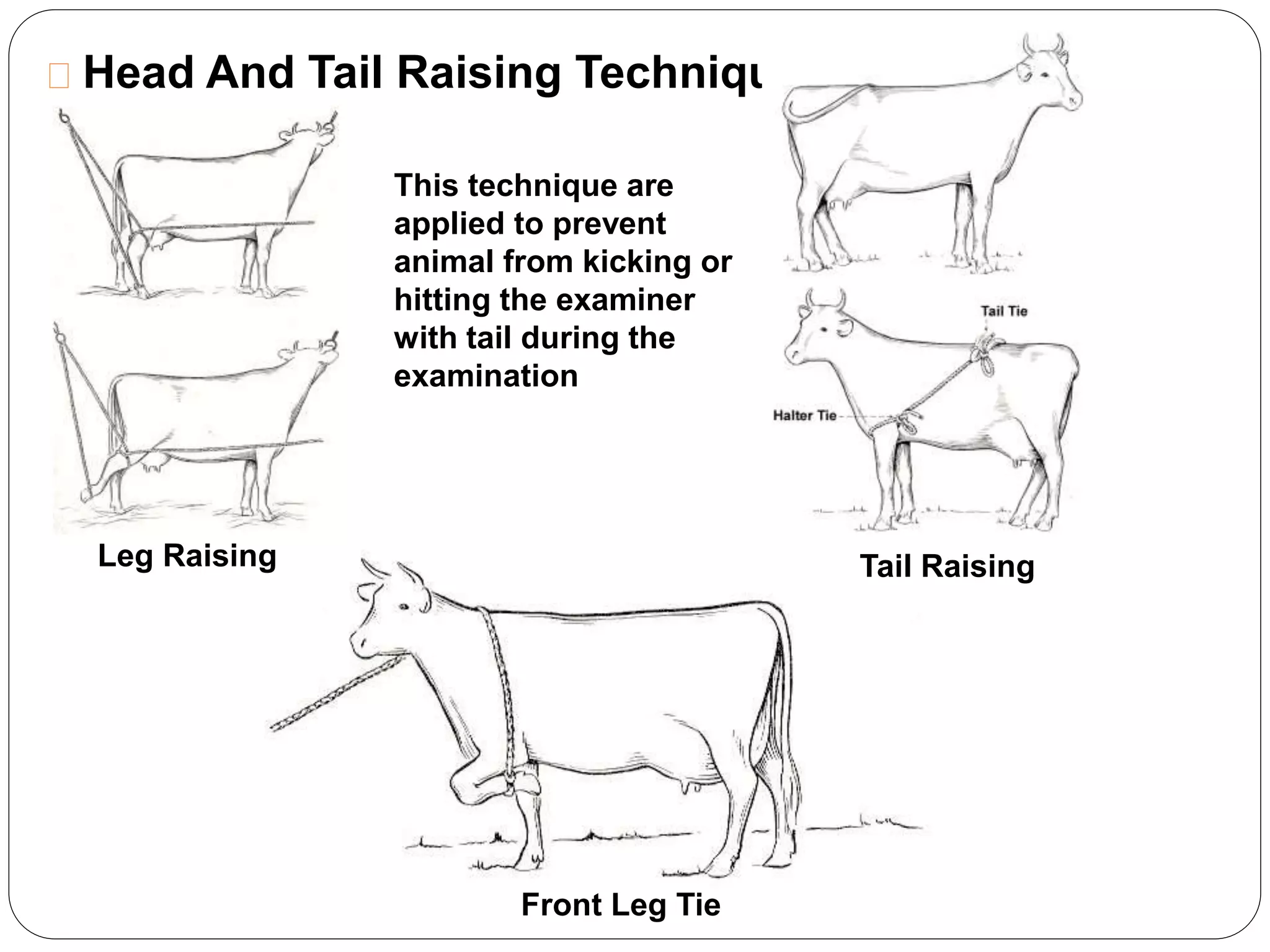 Head And Tail Raising Technique:- 
This technique are 
applied to prevent 
animal from kicking or 
hitting the examiner 
with tail during the 
examination 
Leg Raising Tail Raising 
Front Leg Tie 
 