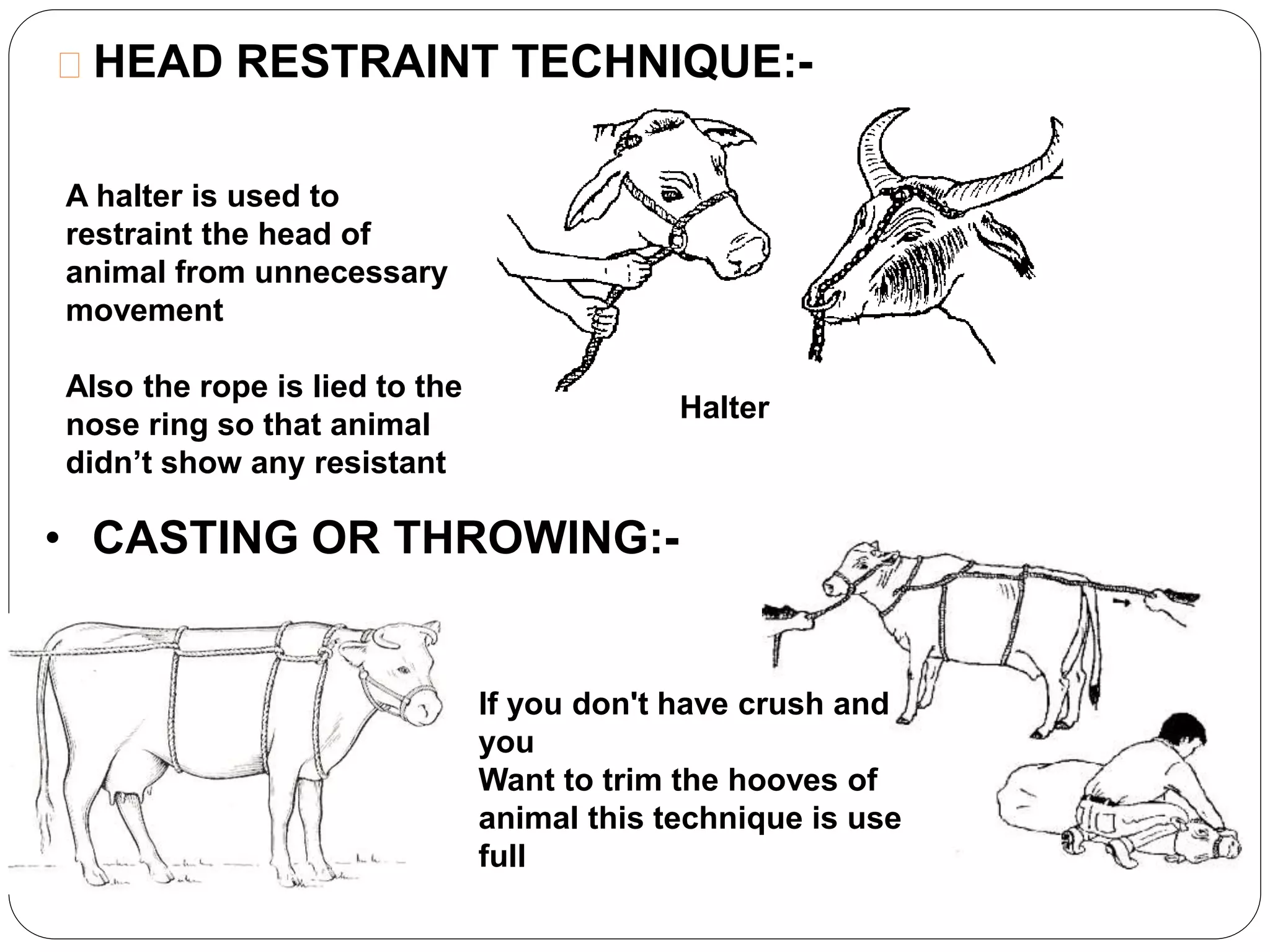 HEAD RESTRAINT TECHNIQUE:- 
• CASTING OR THROWING:- 
Halter 
A halter is used to 
restraint the head of 
animal from unnecessary 
movement 
Also the rope is lied to the 
nose ring so that animal 
didn’t show any resistant 
If you don't have crush and 
you 
Want to trim the hooves of 
animal this technique is use 
full 
 