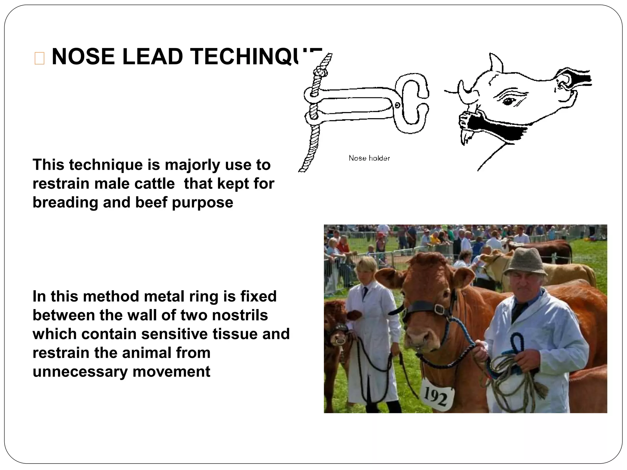NOSE LEAD TECHINQUE:- 
This technique is majorly use to 
restrain male cattle that kept for 
breading and beef purpose 
In this method metal ring is fixed 
between the wall of two nostrils 
which contain sensitive tissue and 
restrain the animal from 
unnecessary movement 
 