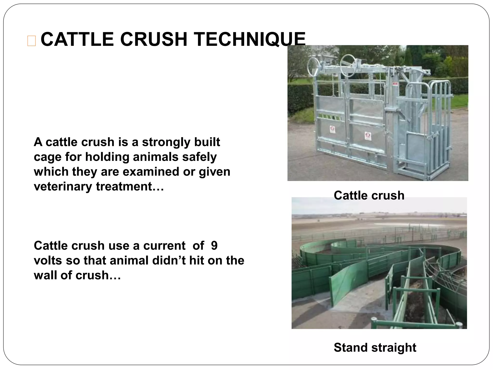 CATTLE CRUSH TECHNIQUE 
Cattle crush 
Stand straight 
A cattle crush is a strongly built 
cage for holding animals safely 
which they are examined or given 
veterinary treatment… 
Cattle crush use a current of 9 
volts so that animal didn’t hit on the 
wall of crush… 
 