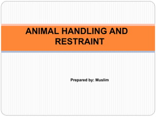 ANIMAL HANDLING AND 
RESTRAINT 
Prepared by: Muslim 
 