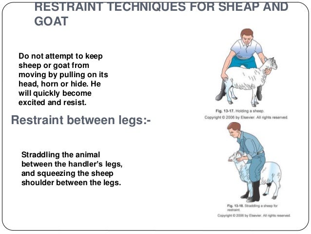 Animal handling & Restrain