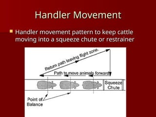 Animal Handling: Sake animal handling practices | PPT