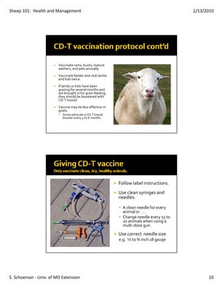 Sheep 101:  Health and Management                                                            2/13/2010




                         Vaccinate rams, bucks, mature 
                           th      d  t          ll
                         wethers, and pets annually.
                         Vaccinate feeder and club lambs 
                         and kids twice.
                         If lambs or kids have been 
                         grazing for several months and 
                         are brought in for grain feeding, 
                         they should be boostered with 
                         CD T toxoid.
                         CD‐T toxoid
                         Vaccine may be less effective in 
                         goats.
                           Some advocate a CD‐T toxoid 
                           booster every 4 to 6 months.




                                                              Follow label instructions.
                                                              Use clean syringes and 
                                                              needles.

                                                                A clean needle for every 
                                                                animal or . . . 
                                                                Change needle every 15 to 
                                                                20 animals when using a 
                                                                    i l   h   i    
                                                                multi‐dose gun.

                                                              Use correct  needle size
                                                              e.g.  ½ to ¾ inch 18 gauge




S. Schoenian ‐ Univ. of MD Extension                                                               10
 