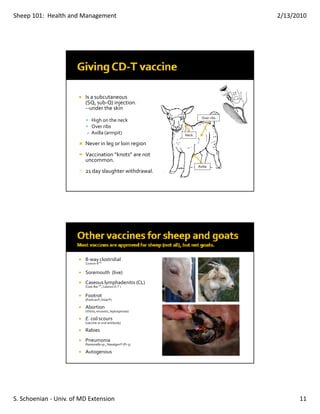 Sheep 101:  Health and Management                                                 2/13/2010




                         Is a subcutaneous 
                         (SQ, sub‐Q) injection.
                         ‐‐under the skin
                                                                      Over ribs
                             High on the neck
                             Over ribs
                             Axilla (armpit)                 Neck

                         Never in leg or loin region
                         Vaccination “knots” are not 
                         uncommon.
                                                                    Axilla
                         21 day slaughter withdrawal.




                         8‐way clostridial
                         Covexin‐8™


                         Soremouth  (live)
                         Caseous lymphadenitis (CL)
                         (Case‐Bac™, Caseous D‐T )


                         Footrot
                         (Footvax®, Volar®)

                         Abortion 
                         (Vibrio, enzootic, leptospirosis)

                         E. coli scours
                         (vaccine or oral antibody)

                         Rabies
                         Pneumonia
                         Pasteurella sp., Nasalgen® (PI‐3)

                         Autogenous




S. Schoenian ‐ Univ. of MD Extension                                                    11
 