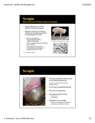 Sheep 101:  Health and Management                                                                                   2/13/2010




                          Always fatal, brain‐wasting 
                          disease of sheep and goats.
                                          p    g
                          Member of family of diseases 
                          called transmissible spongiform 
                          encephalopathies (TSE).

                             Bovine spongiform 
                             encephalopathy (BSE)
                             ‐‐Mad cow disease                        Image source:  McGraw Hill’s Access Science
                             Chronic wasting disease (CWD) in 
                             deer and elk.
                             Classical and new variant  
                             Creutzfeldt‐Jacob disease in 
                             people (CJD and nvCJD)
                      �   Caused by a prion.




                                                                 Primary mode of transmission 
                                                                 i   i  i f t d  l     t
                                                                 is via infected placenta.
                                                                 Female → her offspring, other offspring
                                                                 Male tranmission

                                                                 2 to 5 year incubation period.
                                                                 No cure or treatment.
                                                                 Live tests (lymph tissue)
                                                                 Live tests (lymph tissue)
                                                                    Third eye lid
                                                                    Rectal biopsy

                                                                 Symptoms are variable
                                                                    Primarily neurological and behavioral
                                                                    Scratching and rubbing → scrapie




S. Schoenian ‐ Univ. of MD Extension                                                                                      22
 