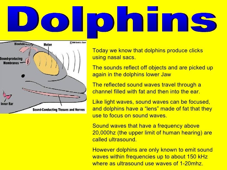 Animal Hearing Range