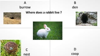 A
burrow
B
den
C
nest
D
coop
Where does a rabbit live ?
 