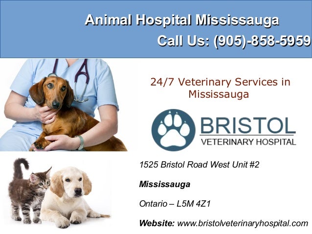 Animal Hospital Mississauga 24 Hours Emergency Bristol Veterinary