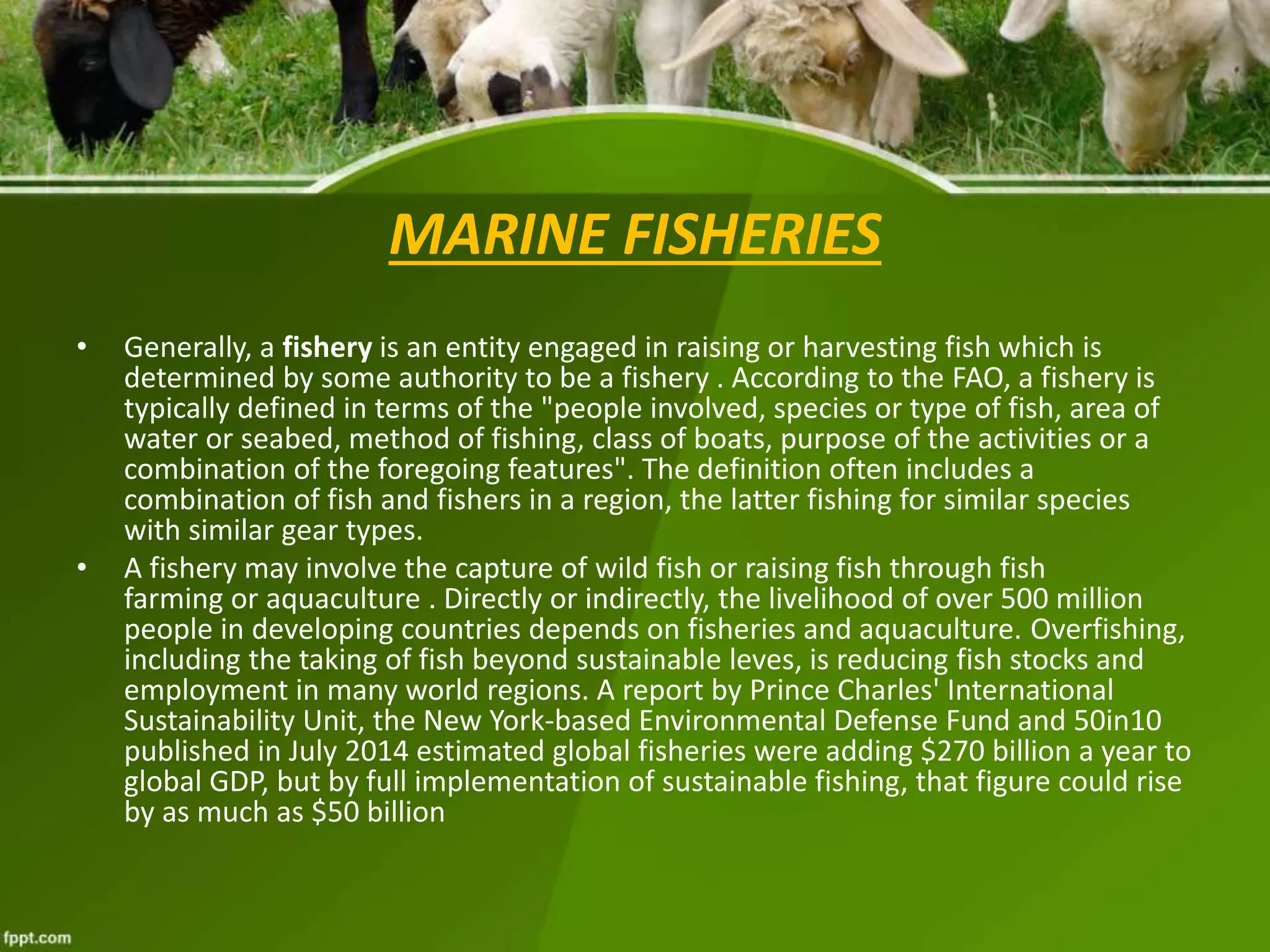 Animal husbandry | PPTX