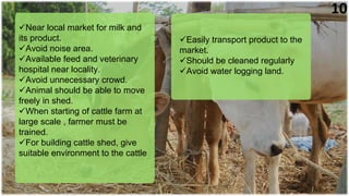 Near local market for milk and
its product.
Avoid noise area.
Available feed and veterinary
hospital near locality.
Avoid unnecessary crowd.
Animal should be able to move
freely in shed.
When starting of cattle farm at
large scale , farmer must be
trained.
For building cattle shed, give
suitable environment to the cattle
Easily transport product to the
market.
Should be cleaned regularly
Avoid water logging land.
10
 