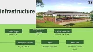 infrastructure
Shed slope
20 to 30 %
Length between
Two pillar
17 ft.
Cattle shed area
500 sqft. For 10 cow
Open area on side floor
Cement concrete
Roof top
Metal sheet, cement
sheet
100 to 150 ft.
12
 